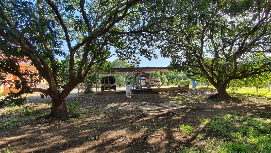 Mango trees, Farm House Nueva Ecija